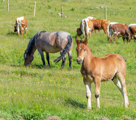Obraz na płótnie Canvas Cute brown young horse staying on a grass. In the background, out of the focus, are cows and horse