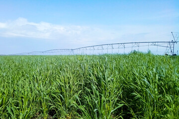 Fototapeta premium View of a field with young green wheatgrass and installed irrigation equipment. Plants on an agricultural plantation are irrigated with a watering machine. Selective focus