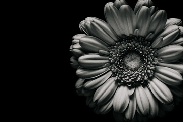 gerbera flower in black and white isolated on black background.