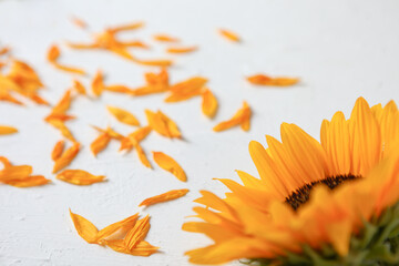 Yellow sunflower on a white background. Yellow Sunflower Bouquet, Autumn Concept, Top View, Space...