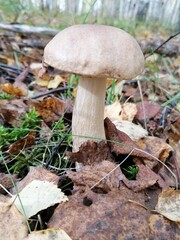 mushroom in the forest