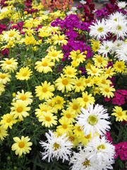colorful flowers at the Lake Louise, Icefields Parkway, Rocky Mountains, Alberta, Canada, August