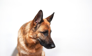 Banner with shepherd dog and plenty of space for text. Face of dog for pet shop or advertising. Portrait of black and red German Shepherd on white background.