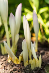 Purple flowers colchicum, blooming in autumn