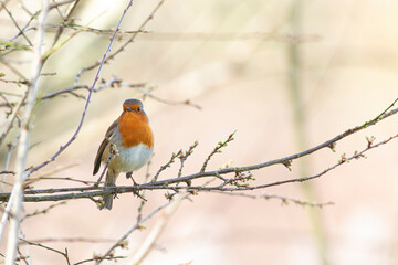 European Robin, Robin red breast, looking straight ahead whilst stood on twig, with pale orange background