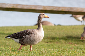 Greylag Goose - Anser anser - On grass beside low fence and lake.