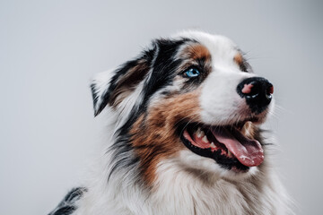 One dog only. Australian shepherd. Domestic pet and friend of human posing in white background.