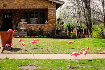 Brick bungalow that has been flamingoed - with plastic birds stuck in all over lawn for special...