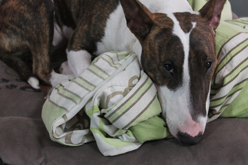 Durmiendo a Bull Terrier