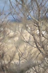 Winter dry coastal trees.