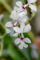 close up of a white and pink orchid  flower