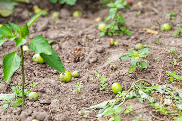 Closeup of soil and green small tomato or eggplant plant growing in garden dirt with fallen green apples fruit in orchard
