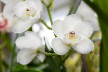 Naklejka na ściany i meble white orchid flowers in garden