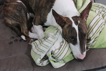 Durmiendo a Bull Terrier 2