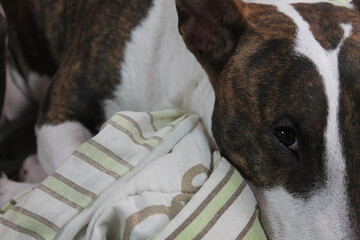 Durmiendo a Bull Terrier 4