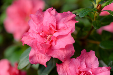 pink azalea flower in the garden