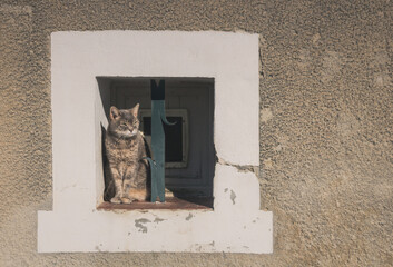 chat prenant le soleil sur le bord d'une fenêtre