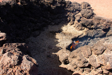 Obraz premium Fire flames coming out of volcanic crater in Timanfaya National park, Canary Islands. Ground heat burning hay in Lanzarote tourist attraction. Geothermal energy demonstration