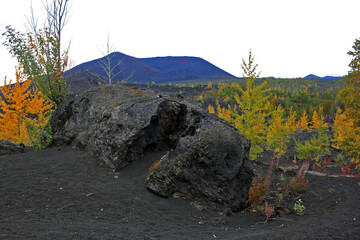 Plants growing on the slag