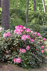 Rhododendron in spring.