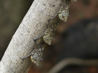 Long-nosed bats sleeping on a branch on Rio Frio, Cano Negro, Costa Rica