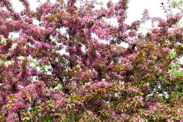 Magnificent flowering cherry plum spring in Kolomenskoye, Moscow