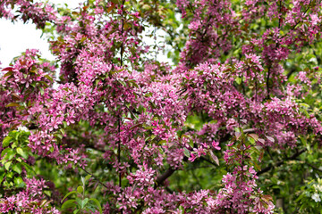 Magnificent flowering cherry plum spring in Kolomenskoye, Moscow