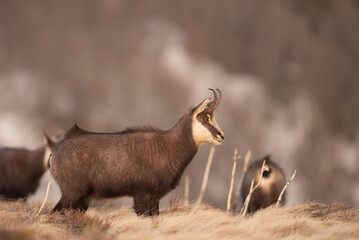 chamois 