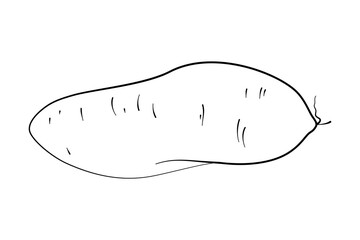 Sweet potato as healthy food cooking ingredient in vector outline