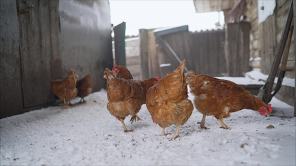 Chicken birds on a local farm. Brown chickens on the farm.