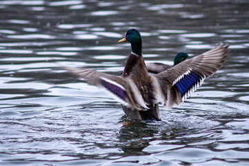female mallard flapping its wings after a shower