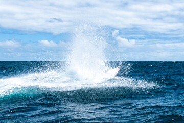 whale jumps in Dominican republic
