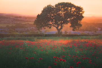 A scenic landscape field of red poppies and a lone tree with golden sunset or sunrise light in the rural countryside village of Newtongrange outside of Edinburgh, Scotland.