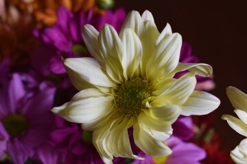 Obraz premium flores