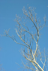 Wysokie drzewo bez liści na tle niebieskiego nieba