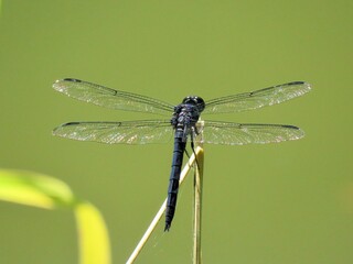 Dragonfly macro