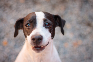 adorable danish swedish farmdog sitting portrait on gravel outside
