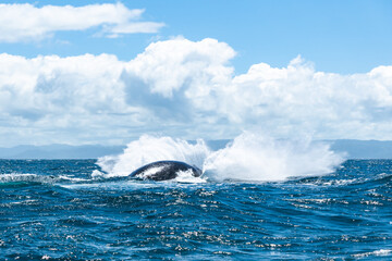 Naklejka premium whale jumps in Dominican republic