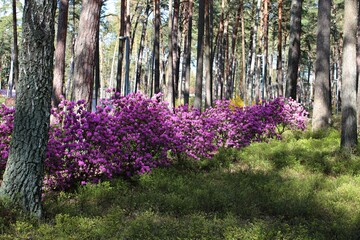 Rhododendron bushes bloom with very beautiful multi-colored flowers with the onset of spring