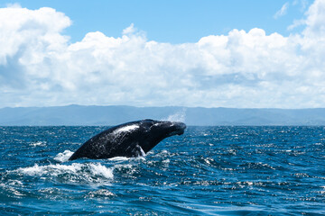 whale jumps in Dominican republic