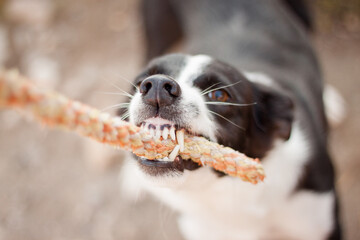 border collie dog playing tug of war outside showing teeth