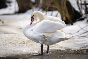 Sick swan on ice. Angel wing. damaged feathers. swan unable to fly