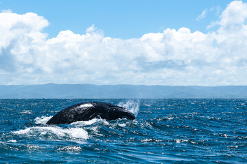Fototapeta premium whale jumps in Dominican republic