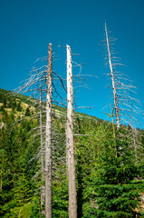 Dead trees on the slopes of the mountains