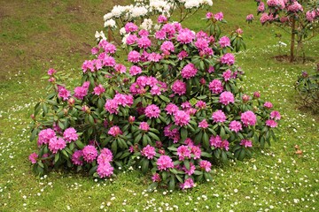 Rhododendron bushes bloom with very beautiful multi-colored flowers with the onset of spring