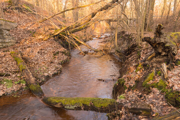 Leśny strumień płynący w głębokim jarze. © boguslavus
