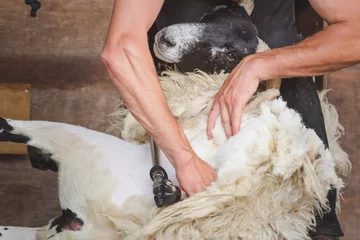 Fotobehang Close-up detail of sheep shearing as a shearer shears the wool off a male Scottish Blackface sheep ram (Ovis Aries) as part of rural farm life. © Stephen