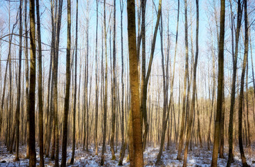 Picture of a forest in winter.