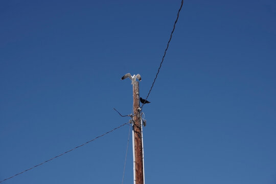 Low angle view of a seagull and a crow high up on an electricity pylon