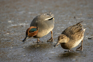 Beautiful male teal duck at a little pond called Jacobiweiher not far away from Frankfurt, Germany at a cold day in winter.